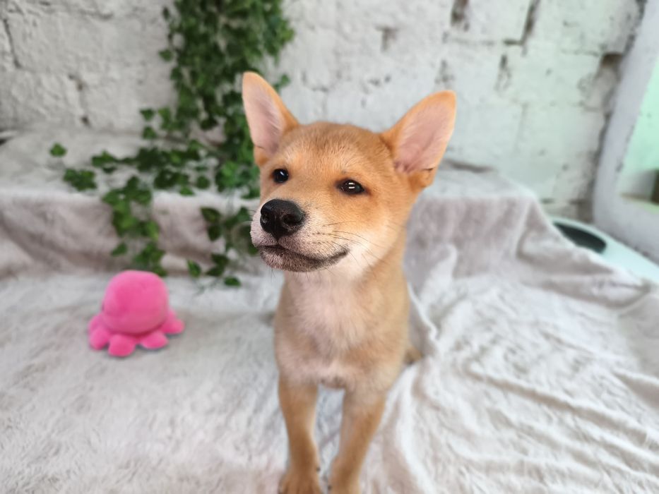 Vand baietel Shiba Inu