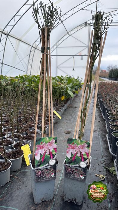 Жасмин Стефанезе