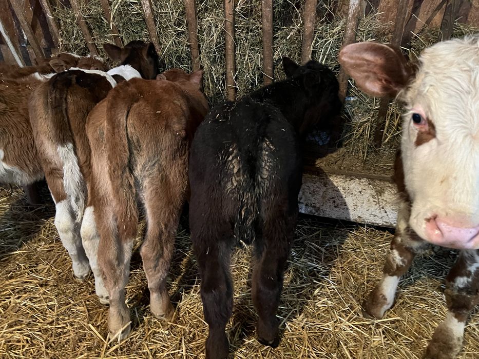 Vand 12 taurasi de rasa pura