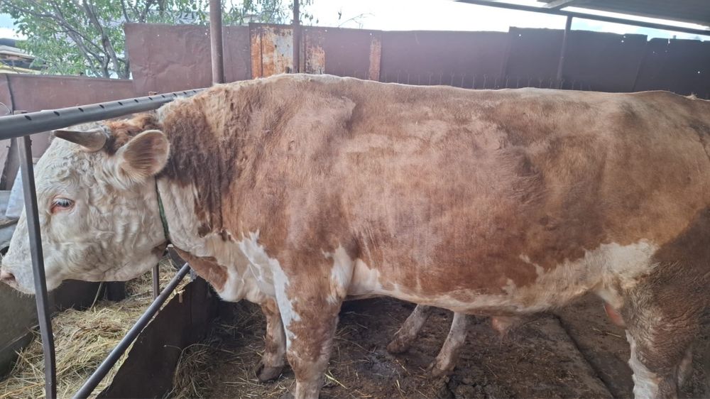 Бык 2 года 3 месяца