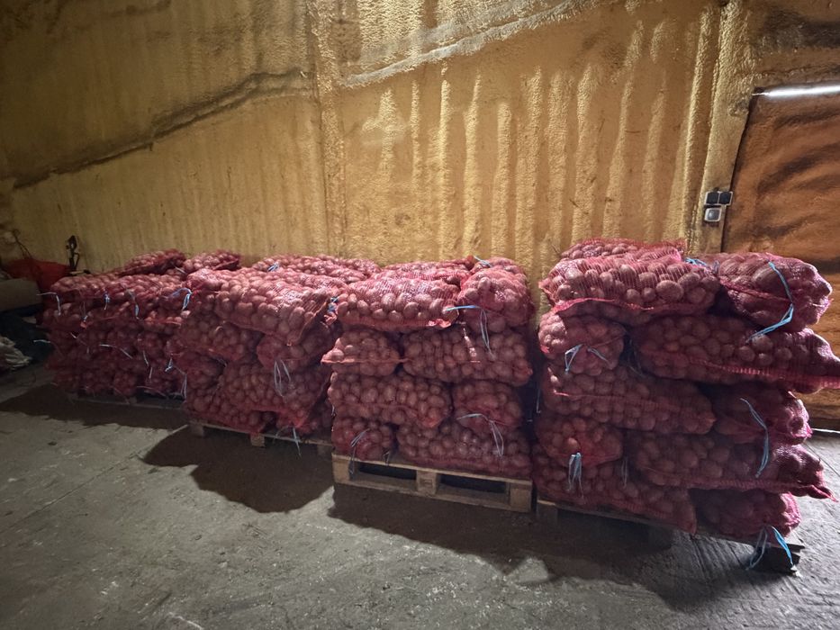 Cartofi de consum recent ambalat belarosa