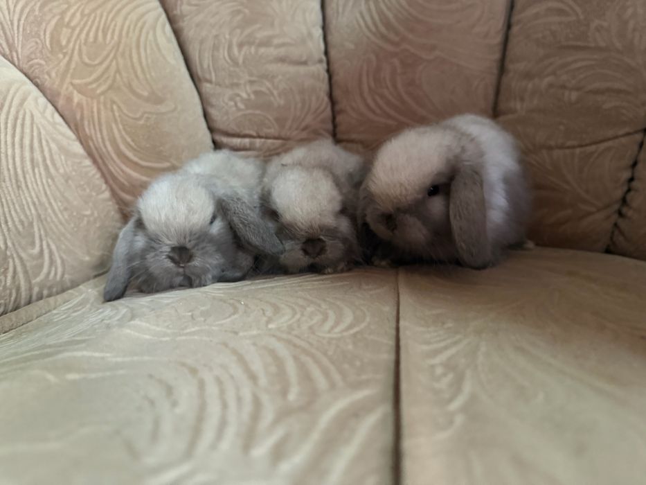 Vand pui de iepure berbec pitic holland lop