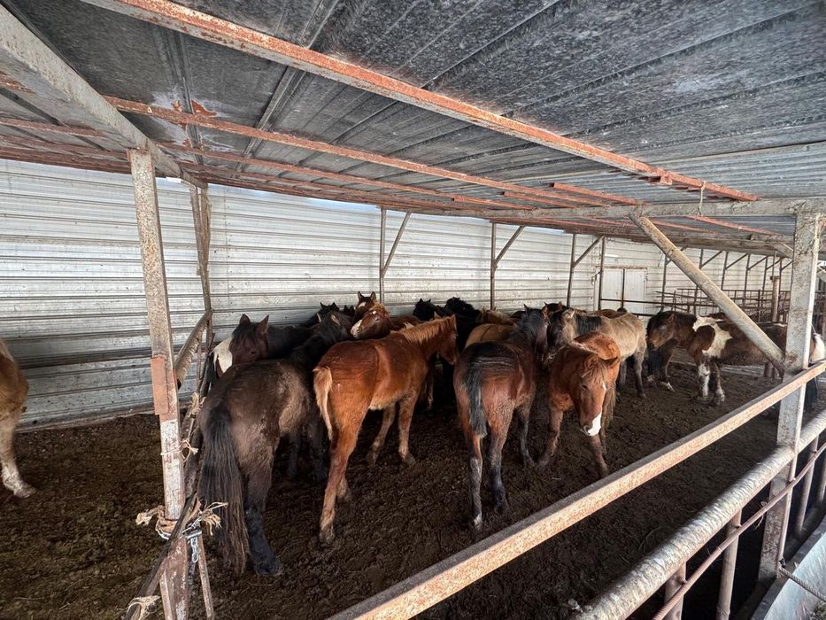 Лошади,Тай,Кунан,Донен.