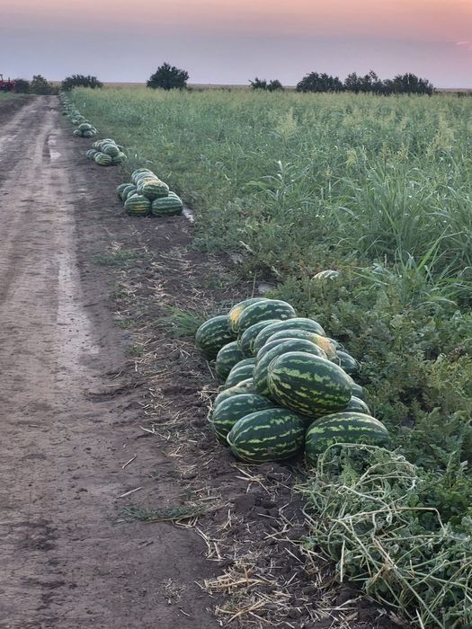 Vând pepeni en-gros