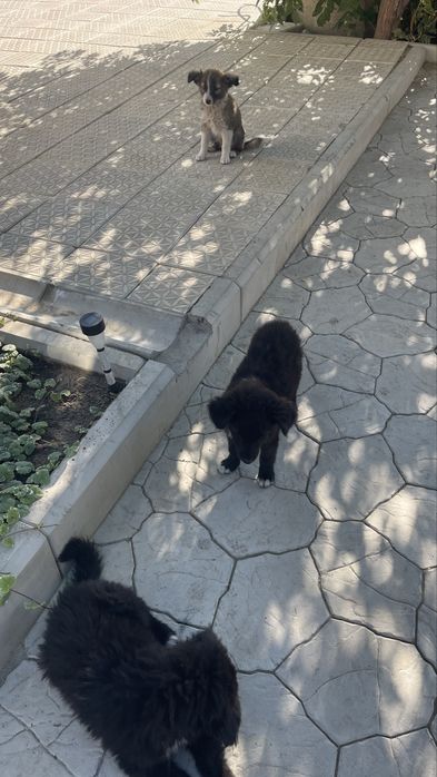 Отдам щенков бесплатно в добрые руки