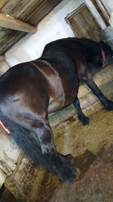 De vânzare iapa gestanta