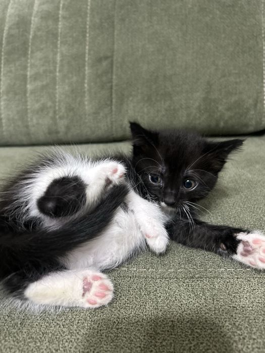 Продаются милые котята