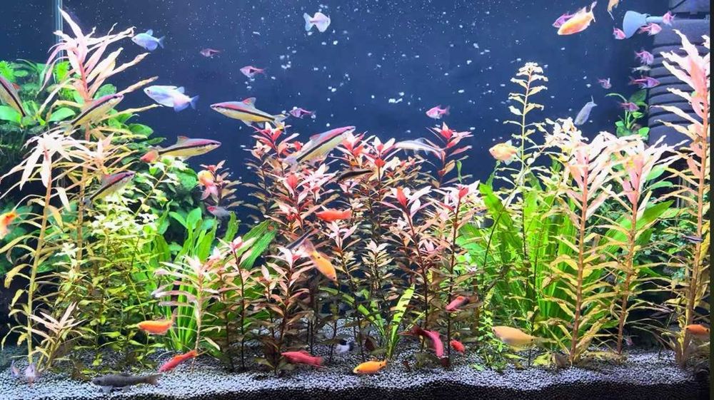 Продаю свой аквариум на 250 литров полностью в комплекте травник