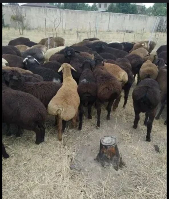 Бароны-койлар зор