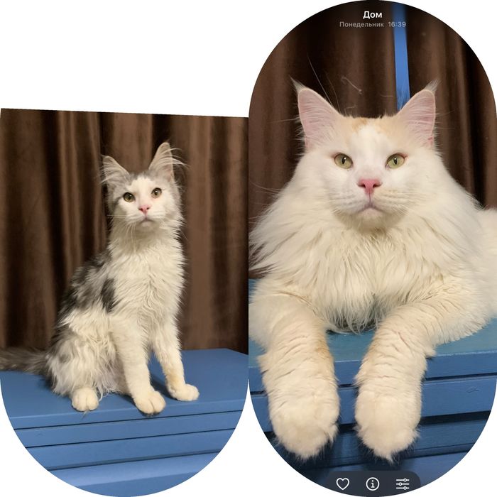 Мальчик мейнкун с родословной