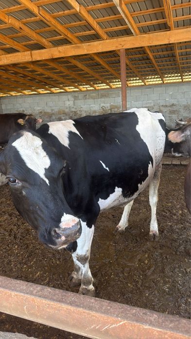 Корова, КРС, телки