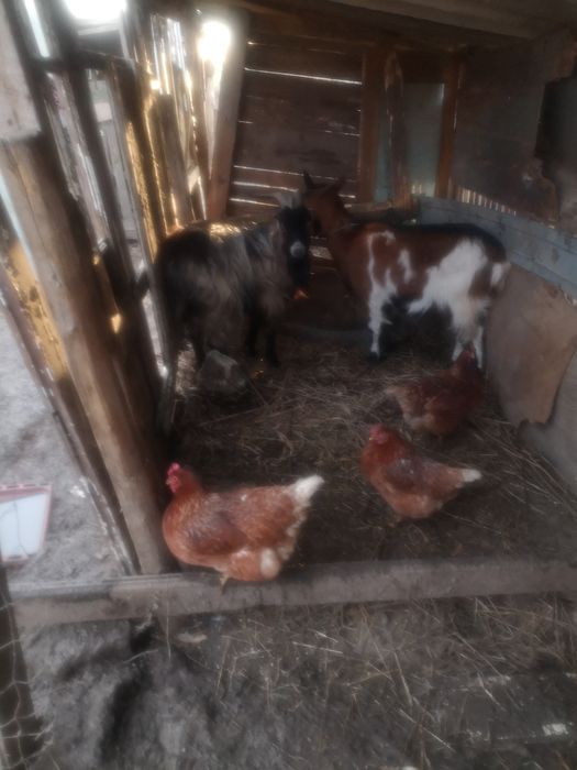 De vanzare tap tanár de un an si capra  tanara