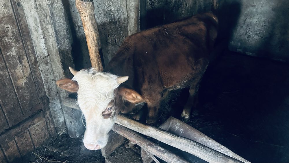 Продам двух быков