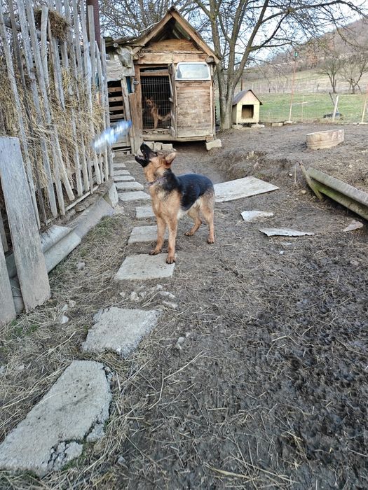 Mascul Ciobanesc german