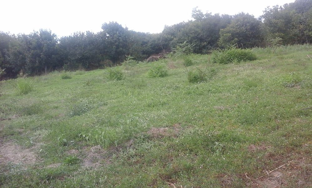 Продава се Парцел в с. Пролез, Област Добрич - 1250 кв.м за 9 €/кв.м - Снимка #2