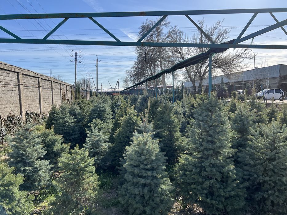 Продаётся голубой ел по оптовым ценам