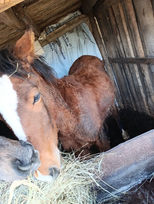 Продам  2 жеребят