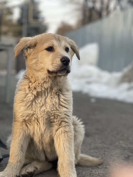 Щенки крупной породы.