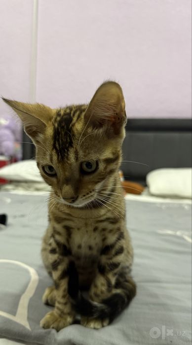 котенок  бенгал