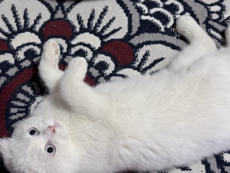 скотиш фолд 5 месяцев котенок