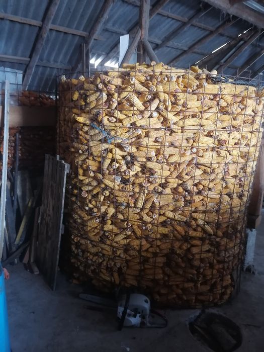 Vînd porumb cu totul cu ocean dau și la schimb pe lemne de fag