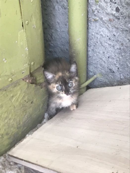 Отдам котят БЕСПЛАТНО