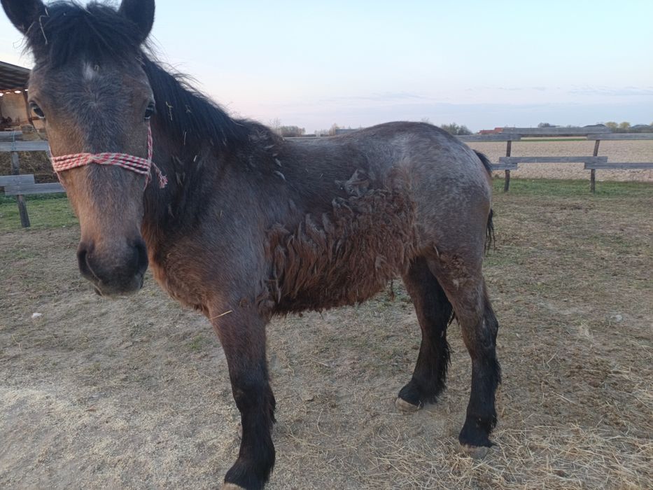 Vând o mânză de un an