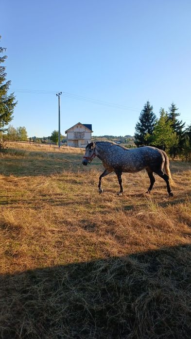 Iapă de vânzare.