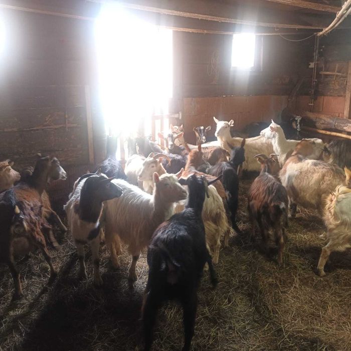 Vând iezi și capre gestante | Pret negociabil