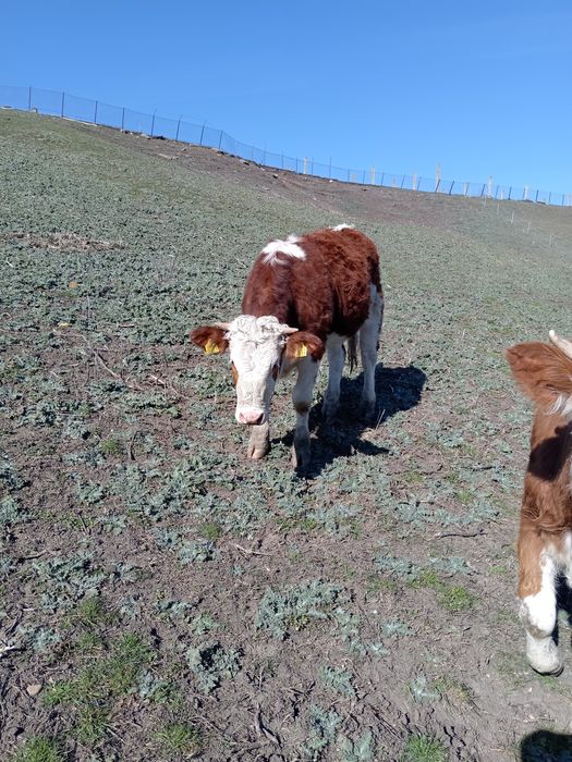 Vițea baltată de vanzare