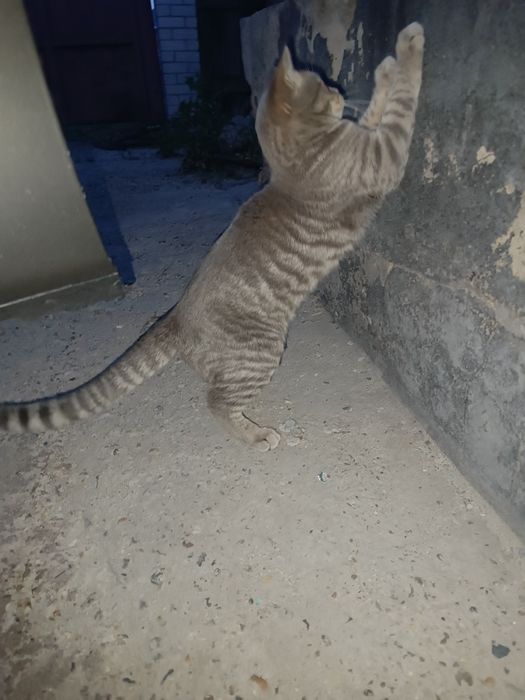 Отдам в хорошие руки