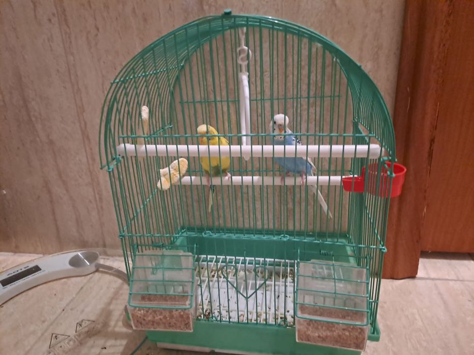 Продам волнистых попугаев