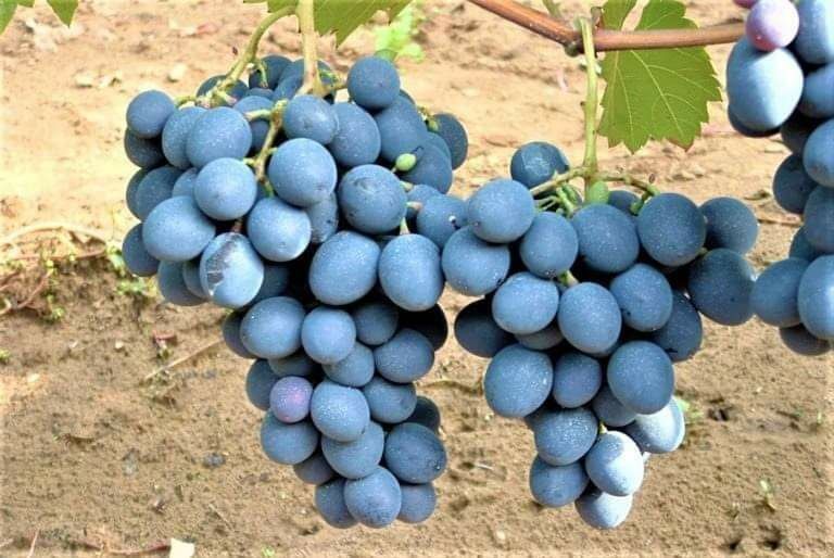 Butasi de vită de vie de anul 2 și de anul 3