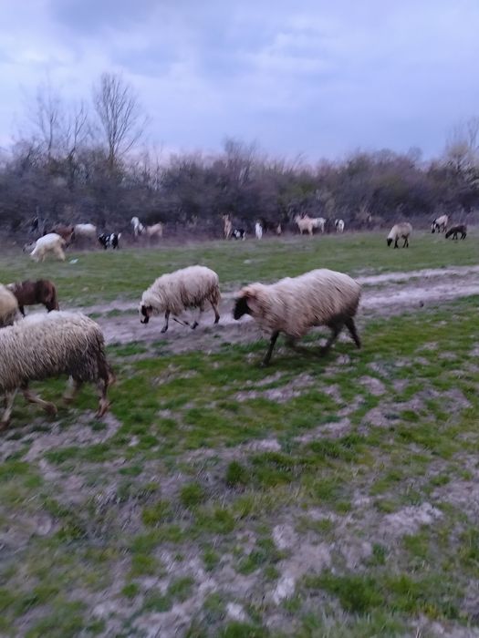 Vând Oi și miei și Berbec și Capre și iezi și țap