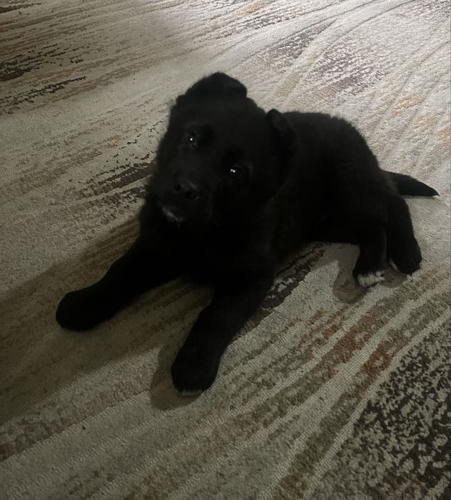 Продам щенка немецкой овчарки