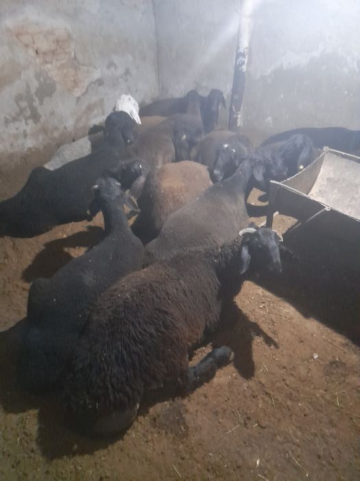 27/7. Qassob xizmati. Qochqorlar Aqiqa va Qurbonlik uchun har doim bor