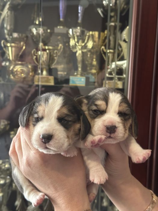 Щенки бигля, питомник