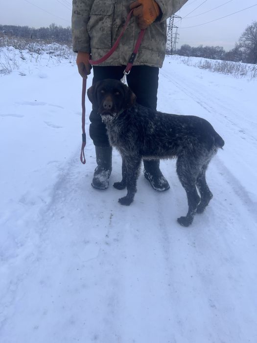 Дратхаар  2 года