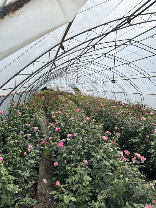 Лигуструм и сабини!