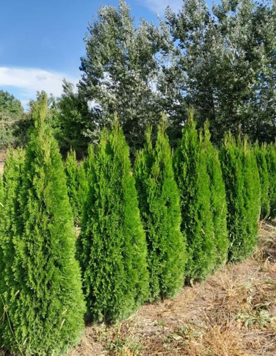 Mesteacan / Leylandii / Platan
