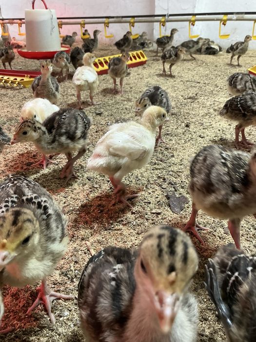 Бронза 708-Хайбрид тер