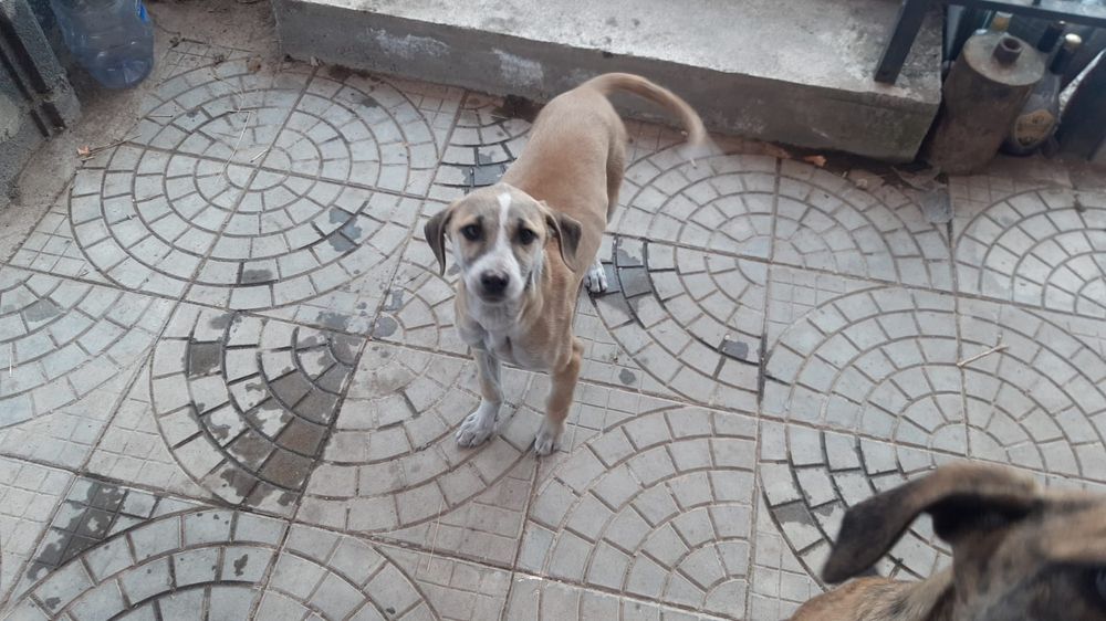 Продам Тазы щенок