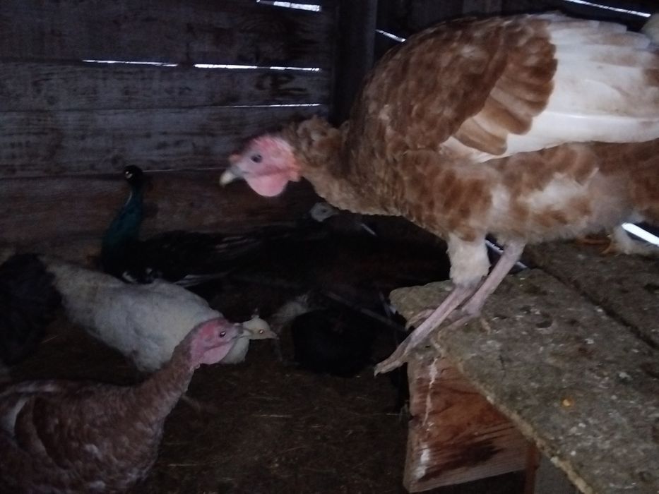 2+1 curci bourbon 2025