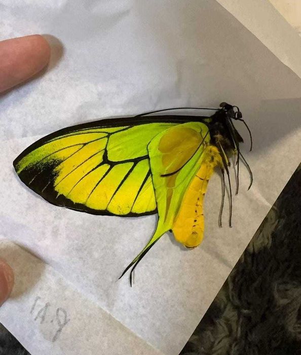 Одна из самых редки бабочек в мире.