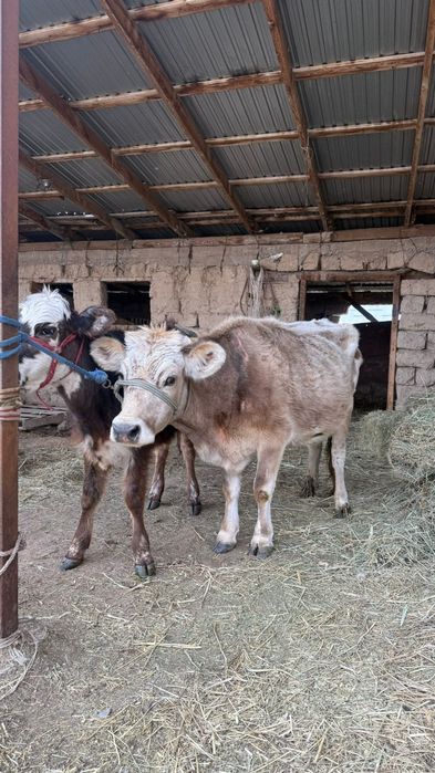 Бызауы мен сиыр сатылат