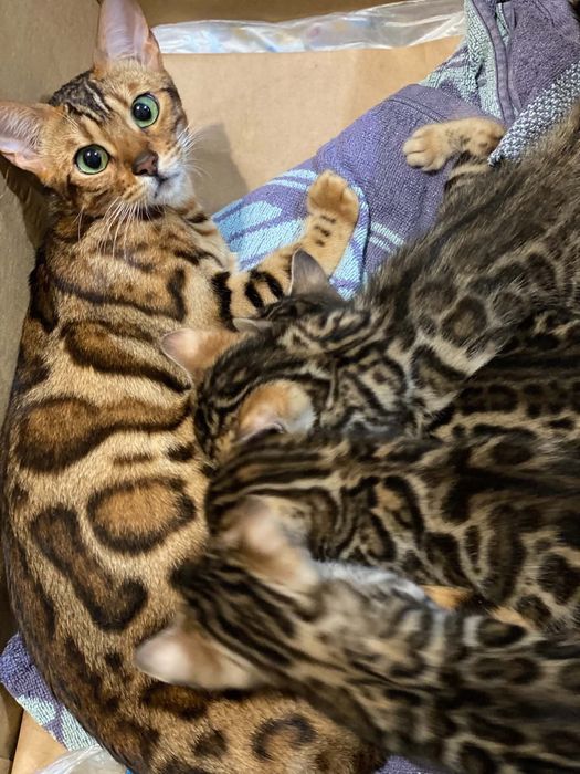 Продавам 2 Бенгалски котки две момченца