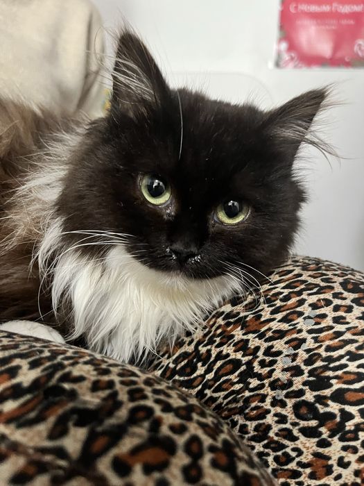 Котенок очень ласковый