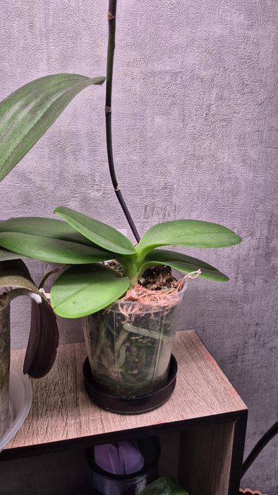 Продам орхидею Фаленопсис