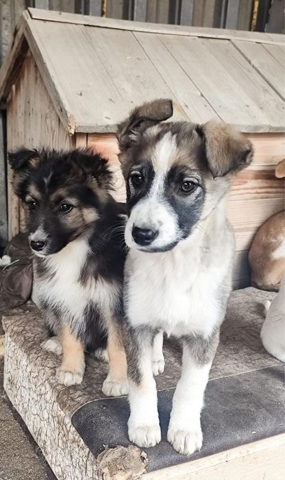 Щенки в добрые руки