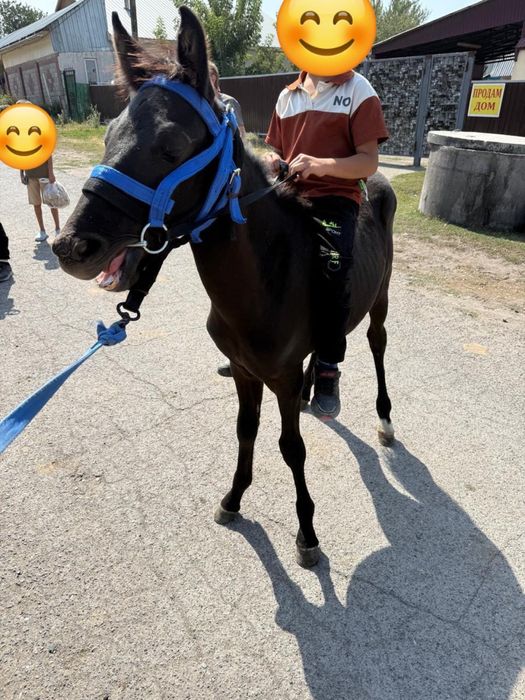 Жеребенок лошадь